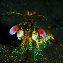 Mantis Shrimp