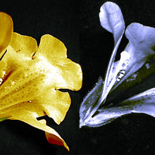 Mimulus flower photographed in visible light (left) and ultraviolet light (right) showing a nectar guide visible to bees but not to humans.