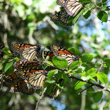 Migrating Monarch butterflies (Danaus plexippus plexippus) in central Texas.