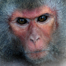 A Rhesus Macaque The Rhesus Macaque - successfully cloned.