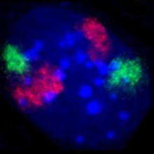 Chromosome territories in the nucleus