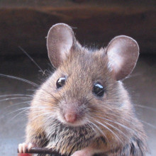 A house mouse