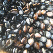 Mussels