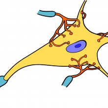 Cartoon representation of a nerve cell