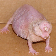 A Naked Mole Rat