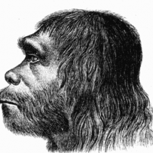 Neanderthal reconstruction