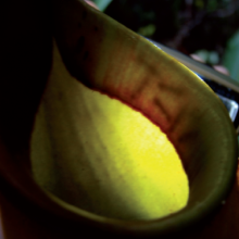 Nepenthes bicalarata - Pitcher Plant - with ant ambushers hiding beneath the rim of the pitcher.