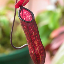 Pitcher Plant - N. muluensis