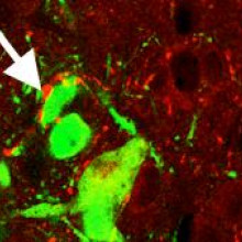  Endogenous NPY-positive neurons (red) in the recipient hypothalamus are in close apposition to transplanted eGFP+ cells (green). Confocal microscopy demonstrates cellular processes of endogenous NPY neurons making extensive contacts (arrows) with...
