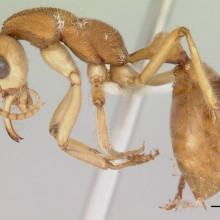 Profile view of the Dinosaur Ant - Nothomyrmecia macrops