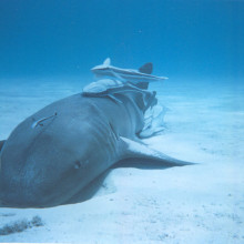 Nurse shark