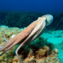 An Octopus - but how does it control those tentacles?