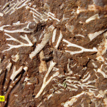 Ordovician bryozoans in an Estonian oil shale.