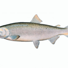 SILVER OR COHO SALMON, ADULT MALE. Coho salmon Based on the drawing from Silver or Coho salmon, adult male. In: \The Fishes of Alaska.\ Bulletin of the Bureau of Fisheries, Vol. XXVI, 1906. P. 360, Plate XXXI.