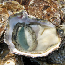 Open oyster on a market in Lyon