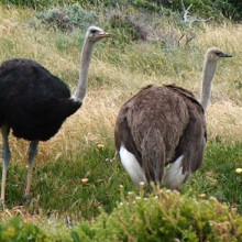 Male and Female Ostriches Cape Point