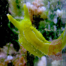 Specimen of Oxynoe olivacea feeding on Caulerpa racemosa.