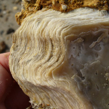 Layers in an oyster shell, found on the beach of the James River, Chesapeake Bay, in Virginia.