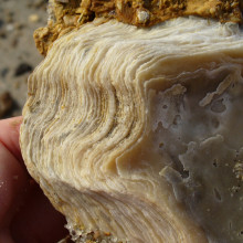 Layers in an oyster shell Layers in an oyster shell, found on the beach of the James River, Chesapeake Bay, in Virginia.