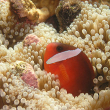 A species of Amphiprion that's endemic to Fiji, Tonga and Samoa which I described (A. barberi).