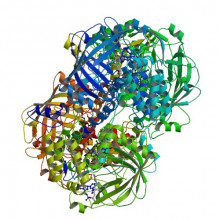 Catalase