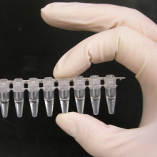 PCR tubes Photo of a strip of Polymerase Chain Reaction (PCR) tubes, each tube contains a 100ul reaction.
