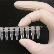 Photo of a strip of Polymerase Chain Reaction (PCR) tubes, each tube contains a 100ul reaction.