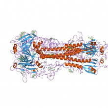 Influenza hemagglutinin