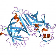 Cartoon representation of the molecular structure of the renin protein.