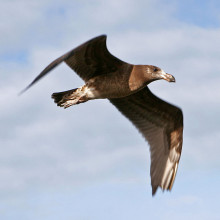 A juvenile pacific gull