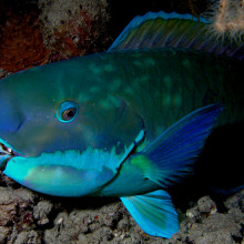 Parrotfish