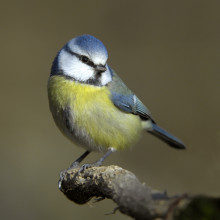 Blue tit - Parus caeruleus