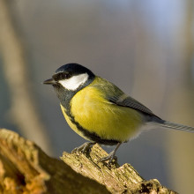 A male Great Tit, Parus major