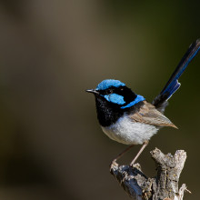 A superb fairy wren