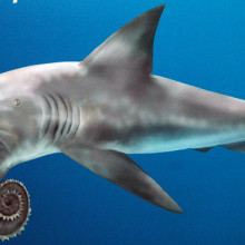 Helicoprion fossil shark reconstruction by James St. John