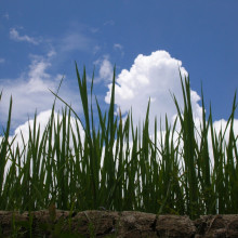 Rice Rice