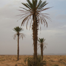 The Date Palm, Phoenix dactylifera The Date Palm, Phoenix dactylifera