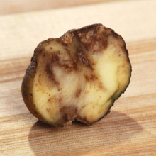Potato infected by Phytophthora infestans