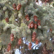 White spruce tree