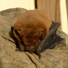 Pipistrellus pipistrellus, the common pipistrelle bat.