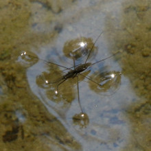 Pond Skater