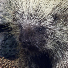 Porcupine photographed by Mary Harrsch.