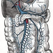 The portal vein and its tributaries. It is formed by the union of the superior mesenteric vein and splenic vein.