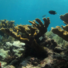 Elkhorn Coral