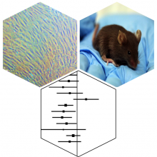 A new approach helps researchers to assess data from many small-scale studies before designing clinical trials.