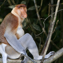 Probiscus monkey