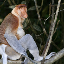 Probiscus monkey Probiscus monkey