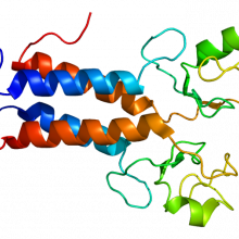 Complex Structure of the BRCA1 RING domain and BARD1 RING domain.