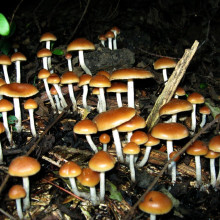 Magic mushrooms growing in irrigated wood chip landscaping.