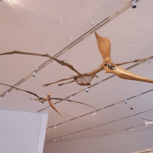 A pterosaur, the pteradon